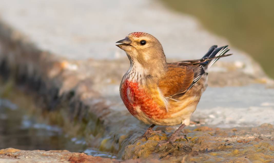 Konya semalarının ihtişamlı kanatları görücüye çıktı 11