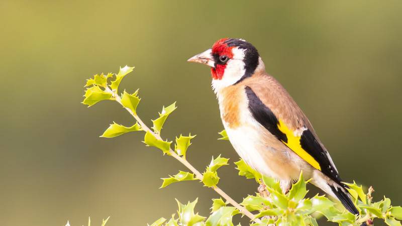 Konya semalarının ihtişamlı kanatları görücüye çıktı 4