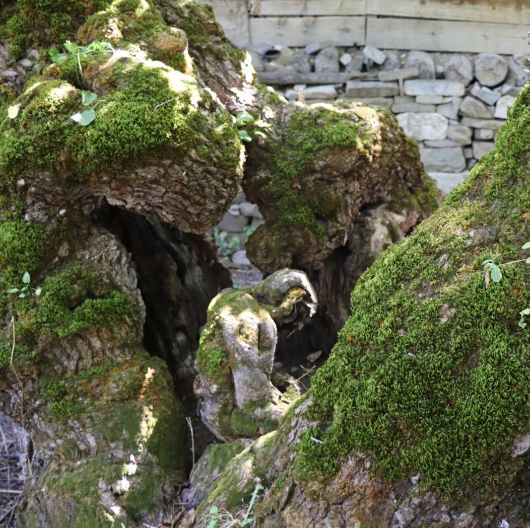 300 yıllık ağaçta şaşırtan görüntü! Duyan herkes görmeye geliyor 3