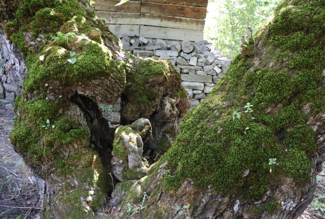300 yıllık ağaçta şaşırtan görüntü! Duyan herkes görmeye geliyor 4