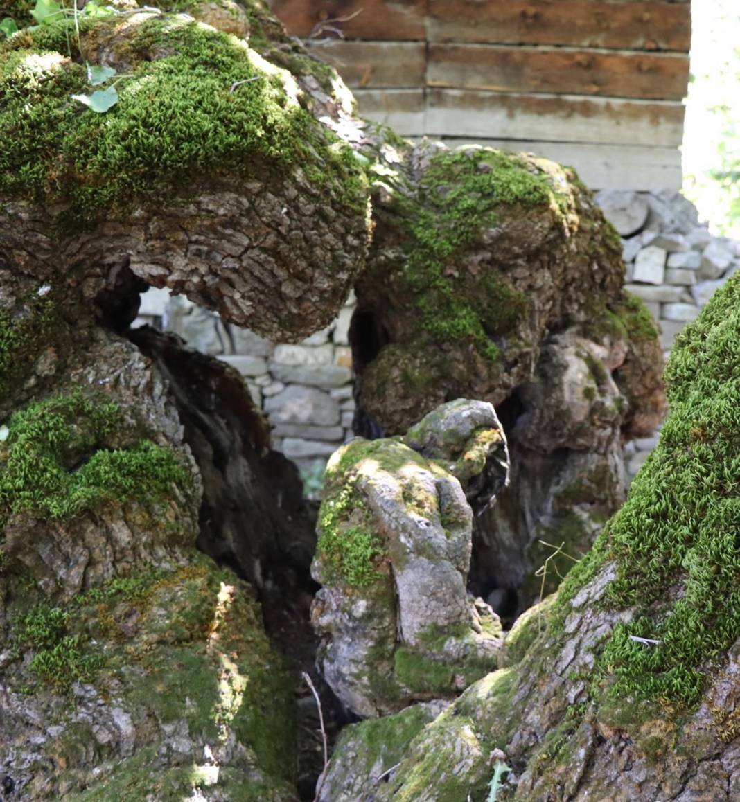 300 yıllık ağaçta şaşırtan görüntü! Duyan herkes görmeye geliyor 5