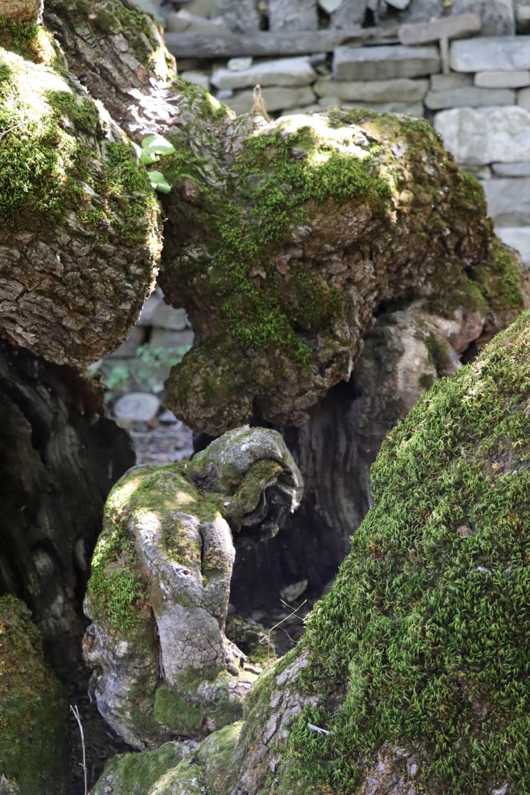 300 yıllık ağaçta şaşırtan görüntü! Duyan herkes görmeye geliyor 6