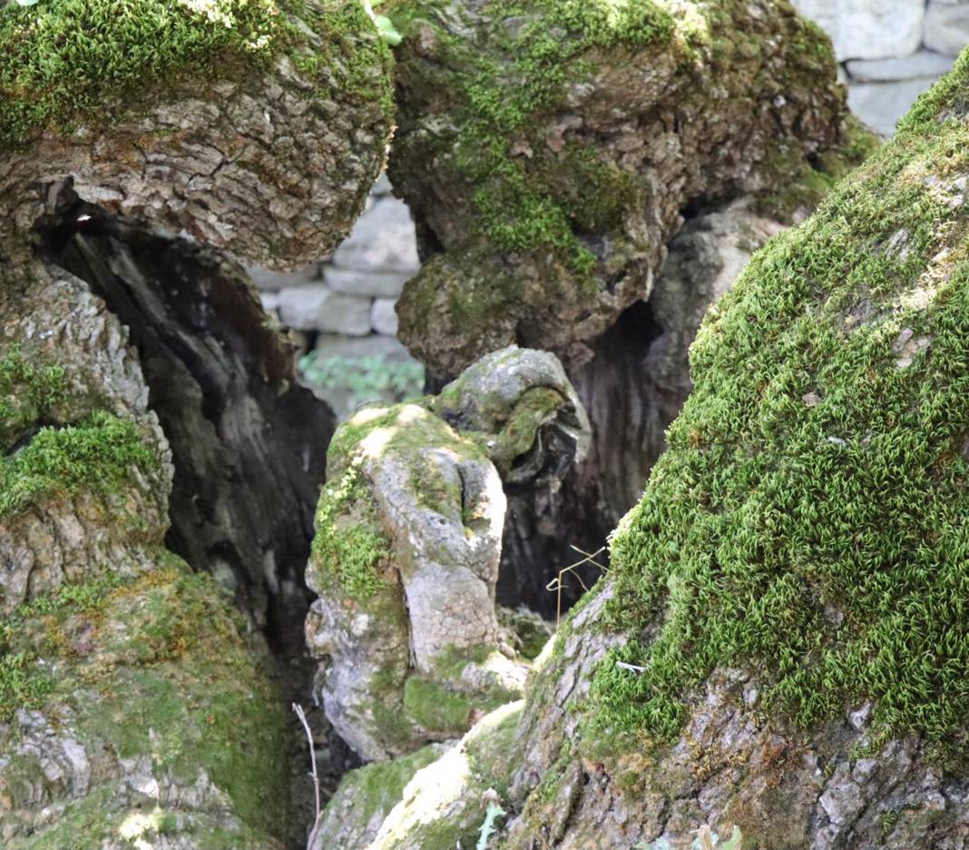 300 yıllık ağaçta şaşırtan görüntü! Duyan herkes görmeye geliyor 2