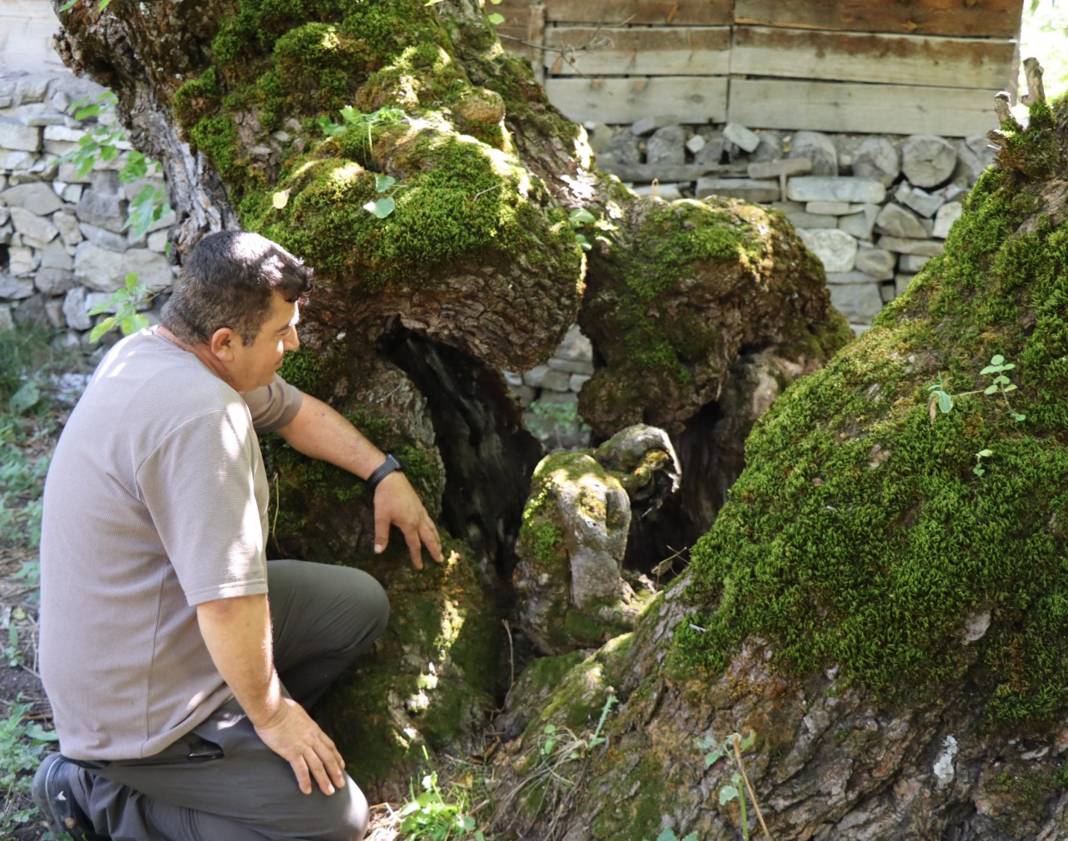 300 yıllık ağaçta şaşırtan görüntü! Duyan herkes görmeye geliyor 1