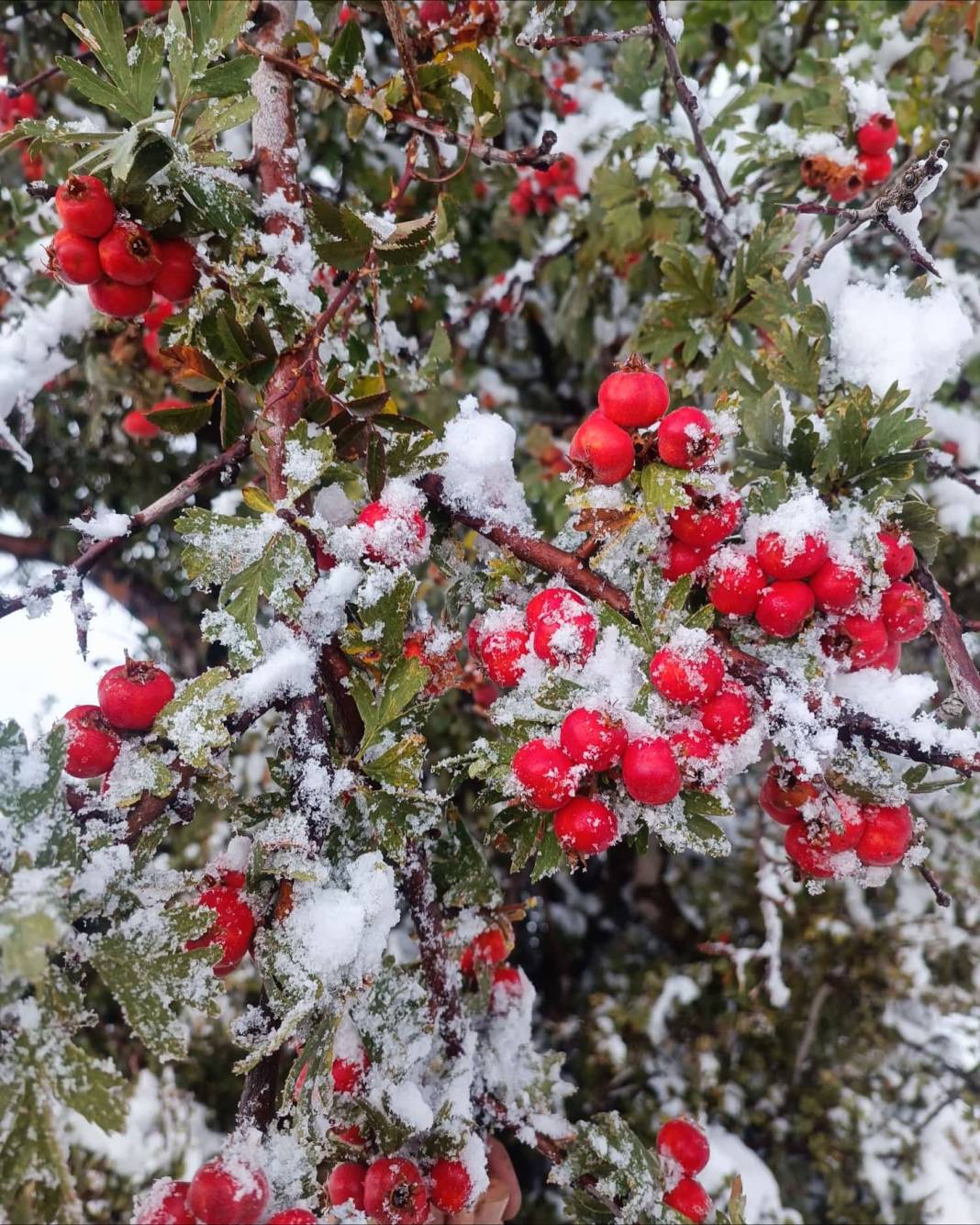 Konya’da erken kış! Dört bir yandan kar kareleri geliyor 6