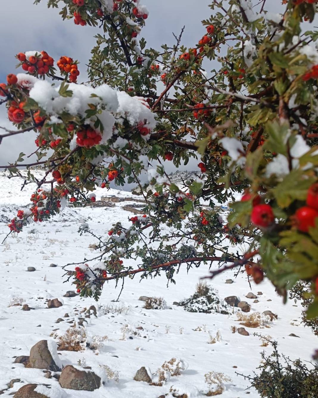 Konya’da erken kış! Dört bir yandan kar kareleri geliyor 7
