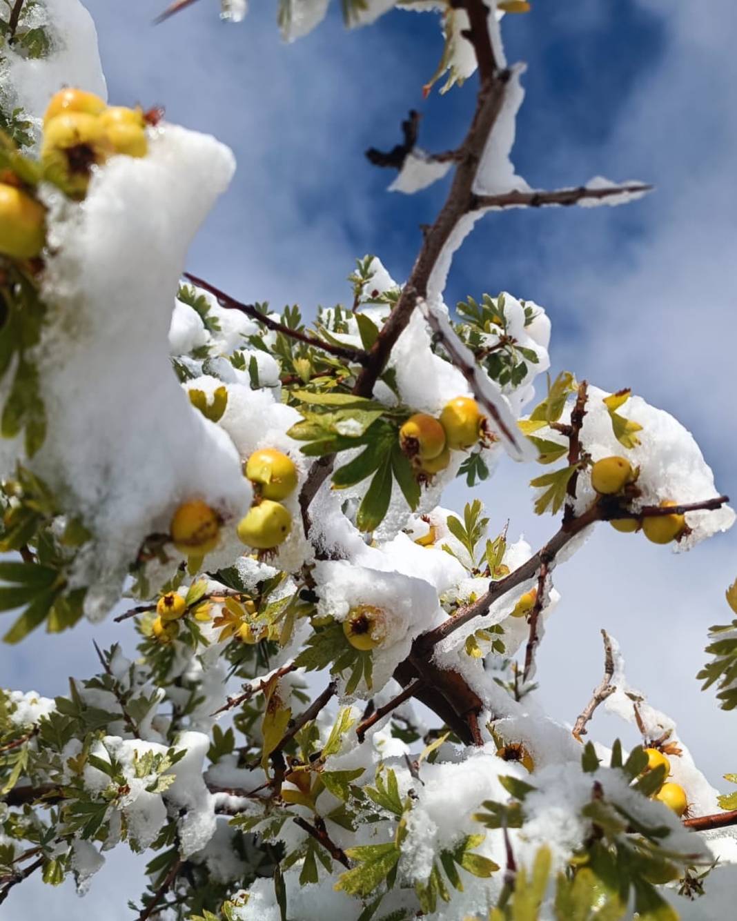 Konya’da erken kış! Dört bir yandan kar kareleri geliyor 5