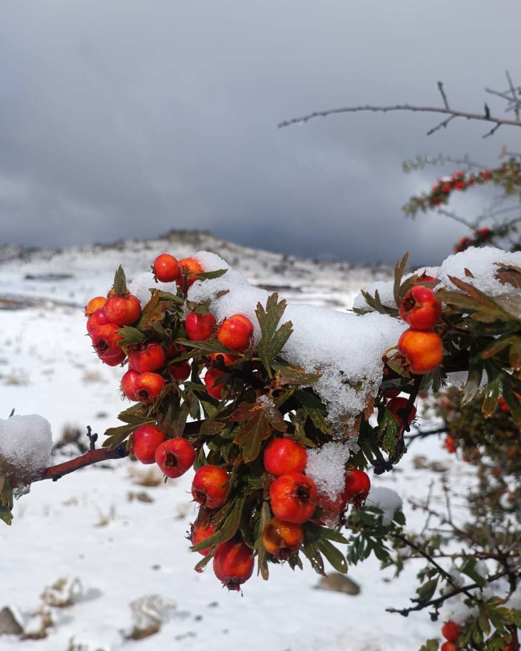 Konya’da erken kış! Dört bir yandan kar kareleri geliyor 10