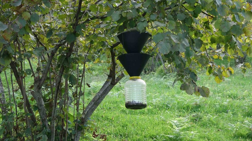 Kahverengi kokarca evleri istila etmeye başladı! Sakın elinizi sürmeyin 3