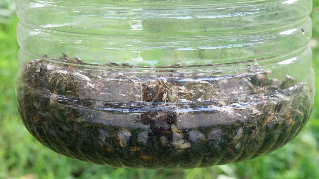 Kahverengi kokarca evleri istila etmeye başladı! Sakın elinizi sürmeyin 5