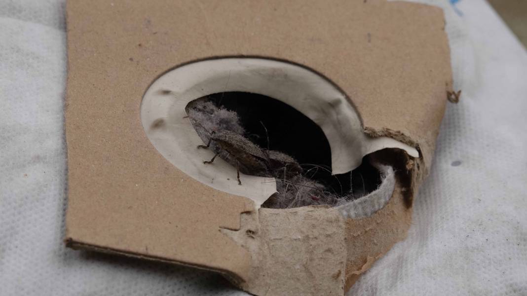 Kahverengi kokarca evleri istila etmeye başladı! Sakın elinizi sürmeyin 7