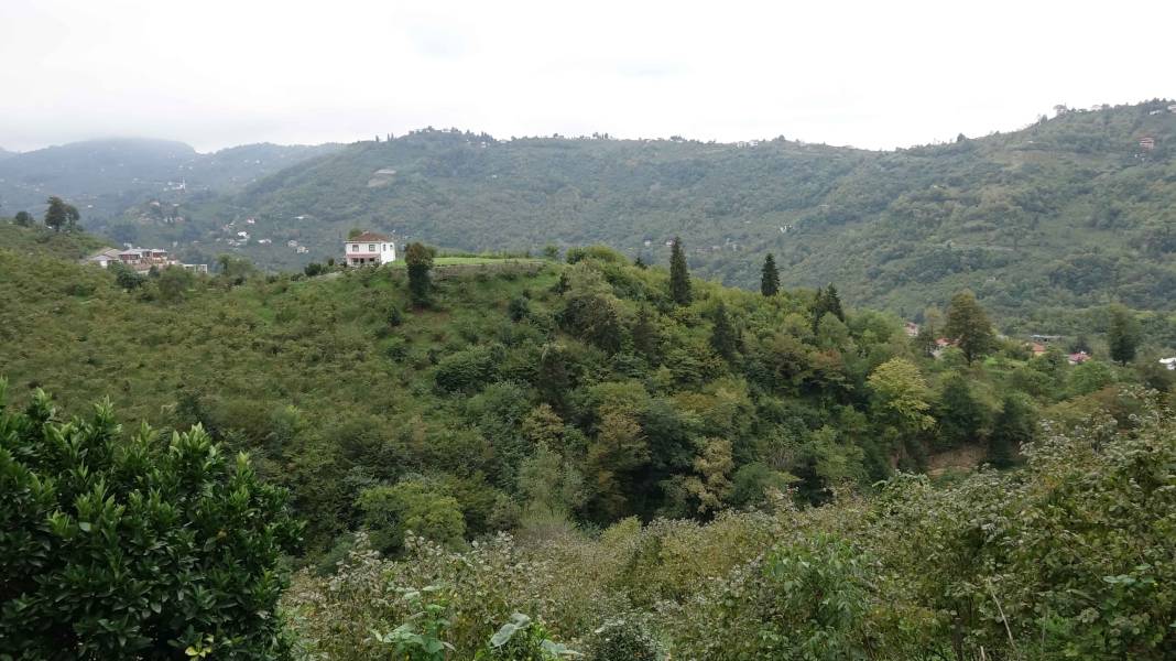 Kahverengi kokarca evleri istila etmeye başladı! Sakın elinizi sürmeyin 9