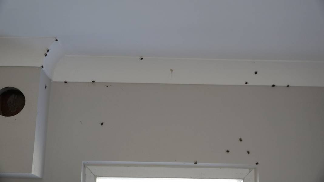 Kahverengi kokarca evleri istila etmeye başladı! Sakın elinizi sürmeyin 1