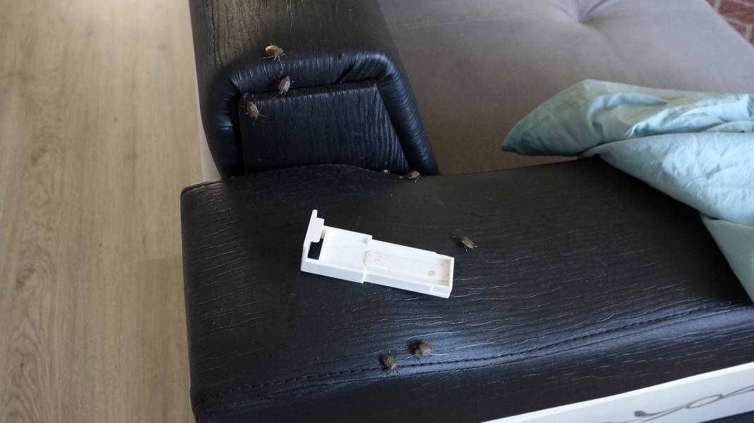 Kahverengi kokarca evleri istila etmeye başladı! Sakın elinizi sürmeyin 6