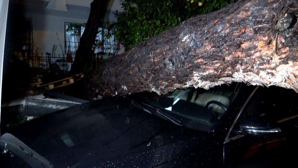 10 metrelik ağaç kuvvetli yağışa dayanamadı! 2 binada hasar var 1