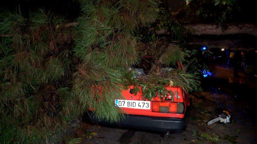 10 metrelik ağaç kuvvetli yağışa dayanamadı! 2 binada hasar var 2