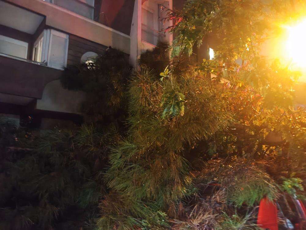 10 metrelik ağaç kuvvetli yağışa dayanamadı! 2 binada hasar var 3