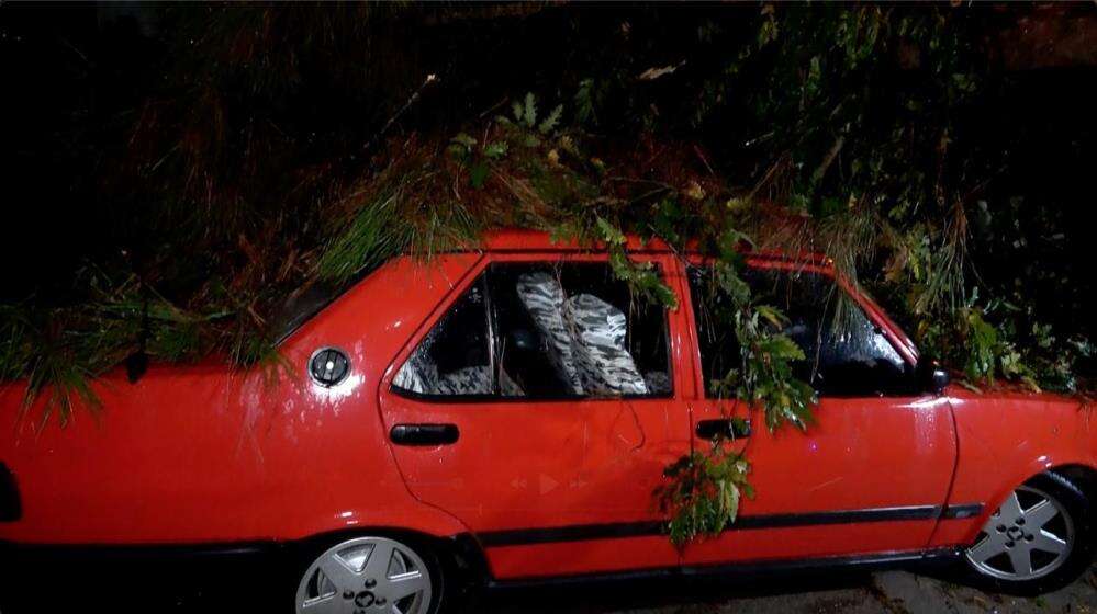 10 metrelik ağaç kuvvetli yağışa dayanamadı! 2 binada hasar var 7