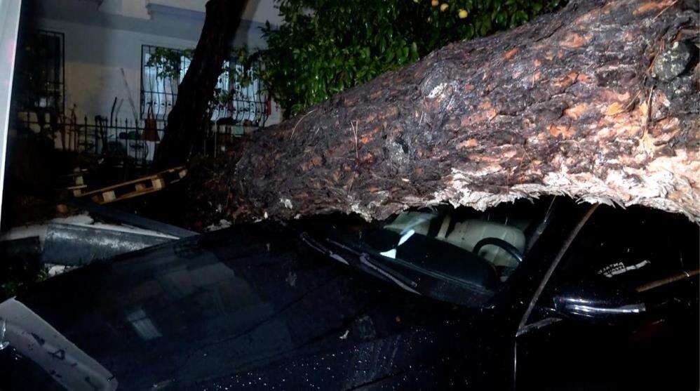 10 metrelik ağaç kuvvetli yağışa dayanamadı! 2 binada hasar var 6