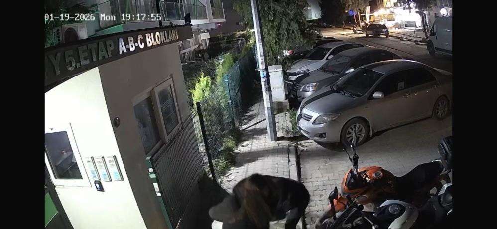 Uzaklaştırma kararı vardı! Eski sevgili pusu kurup öldürdü 3