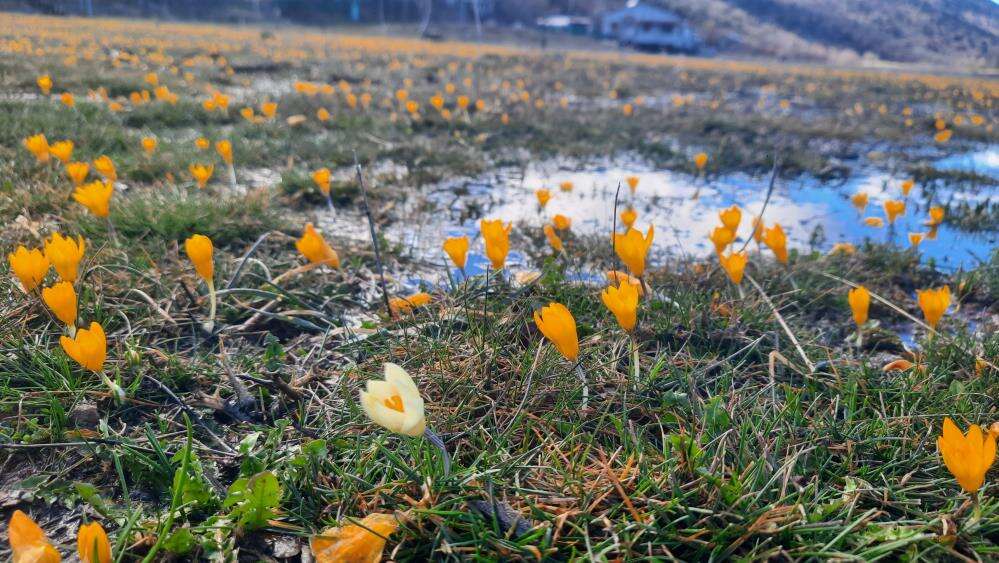 Konya Bartlı Yaylası’nda çiğdemler açtı, doğa tutkunları akın etti 1