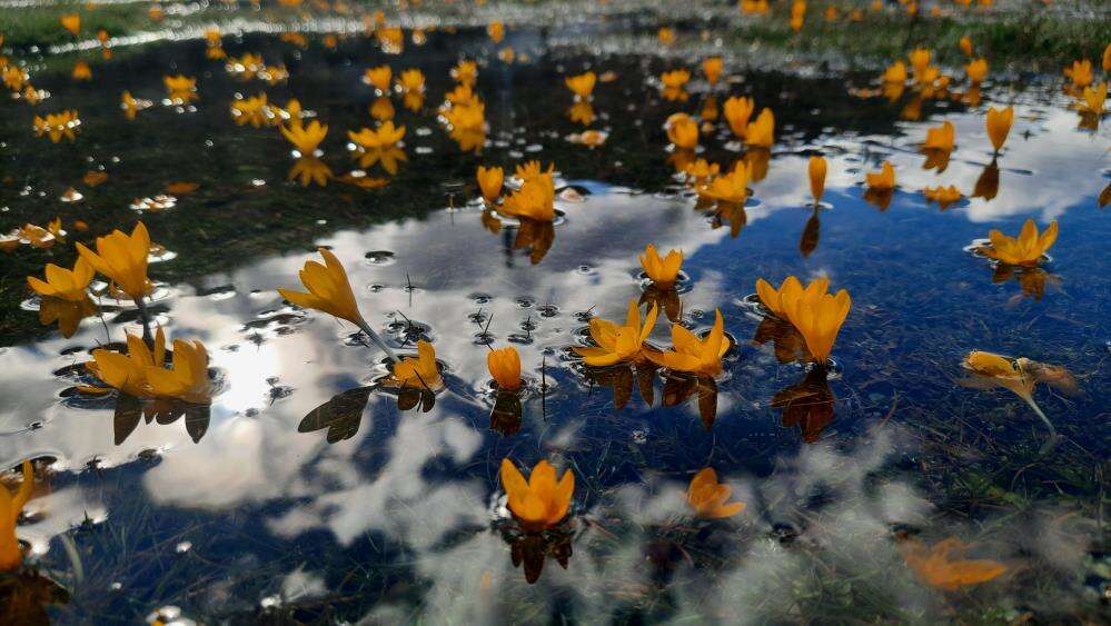 Konya Bartlı Yaylası’nda çiğdemler açtı, doğa tutkunları akın etti 5