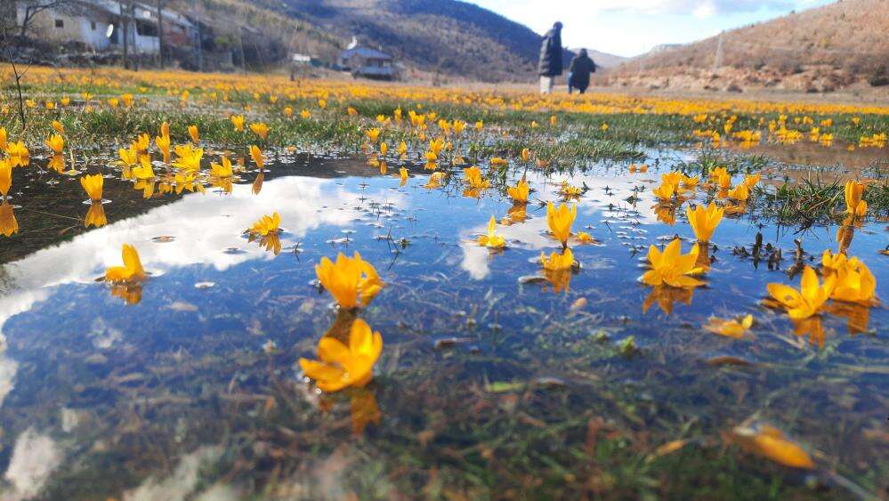 Konya Bartlı Yaylası’nda çiğdemler açtı, doğa tutkunları akın etti 3