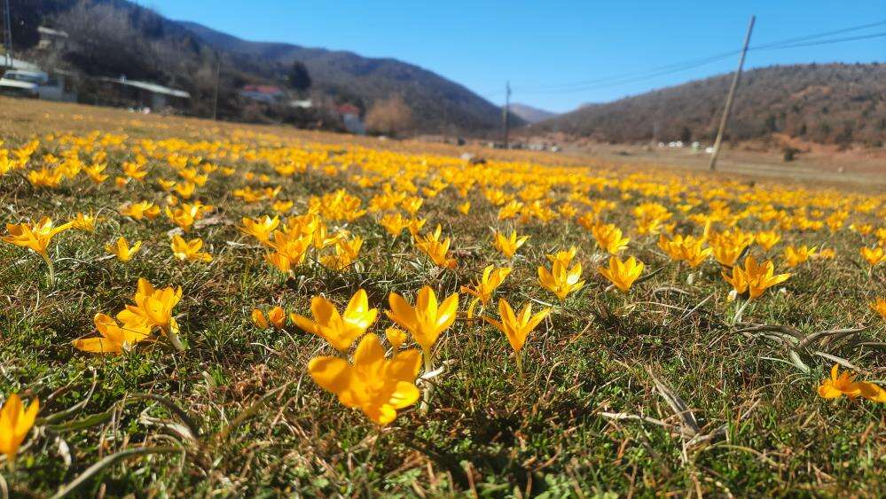Konya Bartlı Yaylası’nda çiğdemler açtı, doğa tutkunları akın etti 2