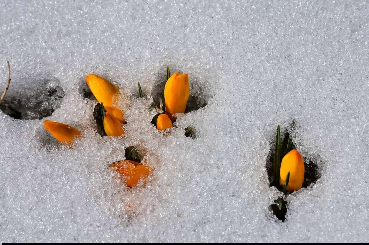 Konya’nın yükseklerinde baharın ilk izleri görüldü 5