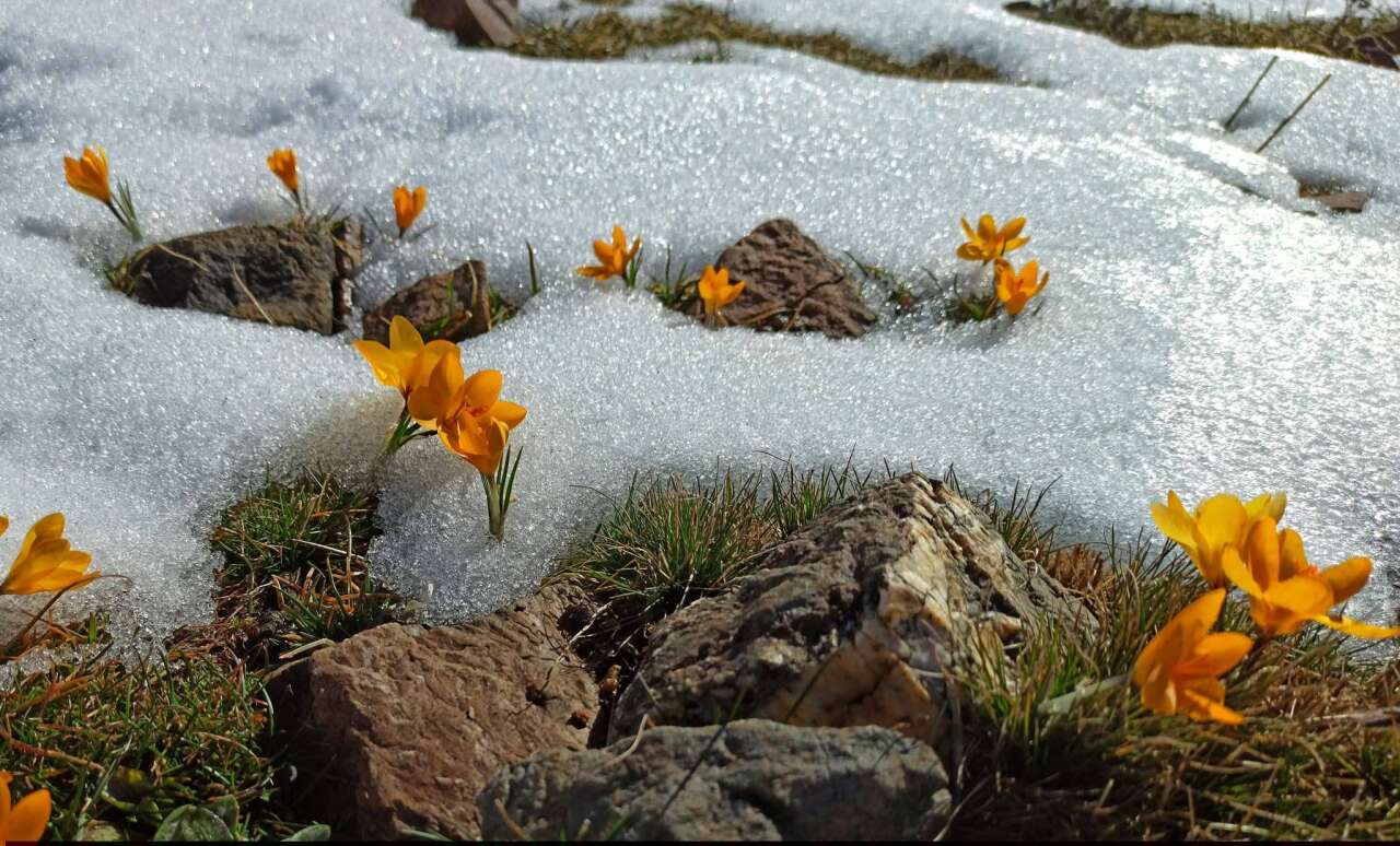 Konya’nın yükseklerinde baharın ilk izleri görüldü 1