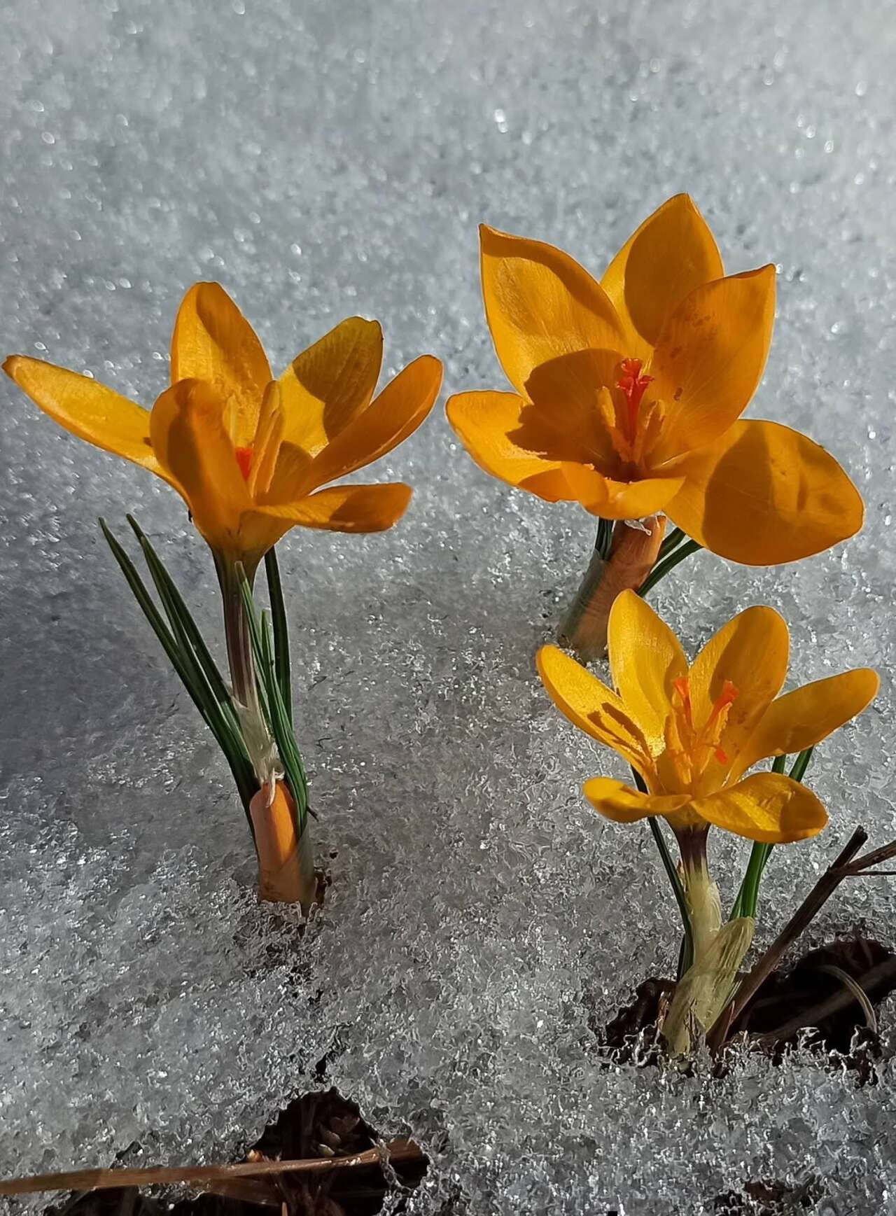 Konya’nın yükseklerinde baharın ilk izleri görüldü 2