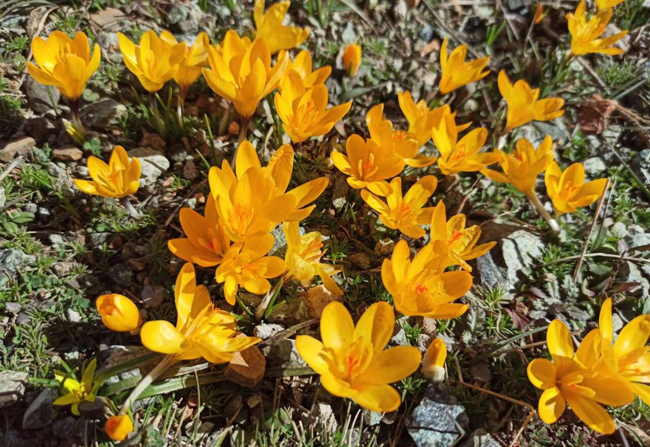Konya’nın yükseklerinde baharın ilk izleri görüldü 3