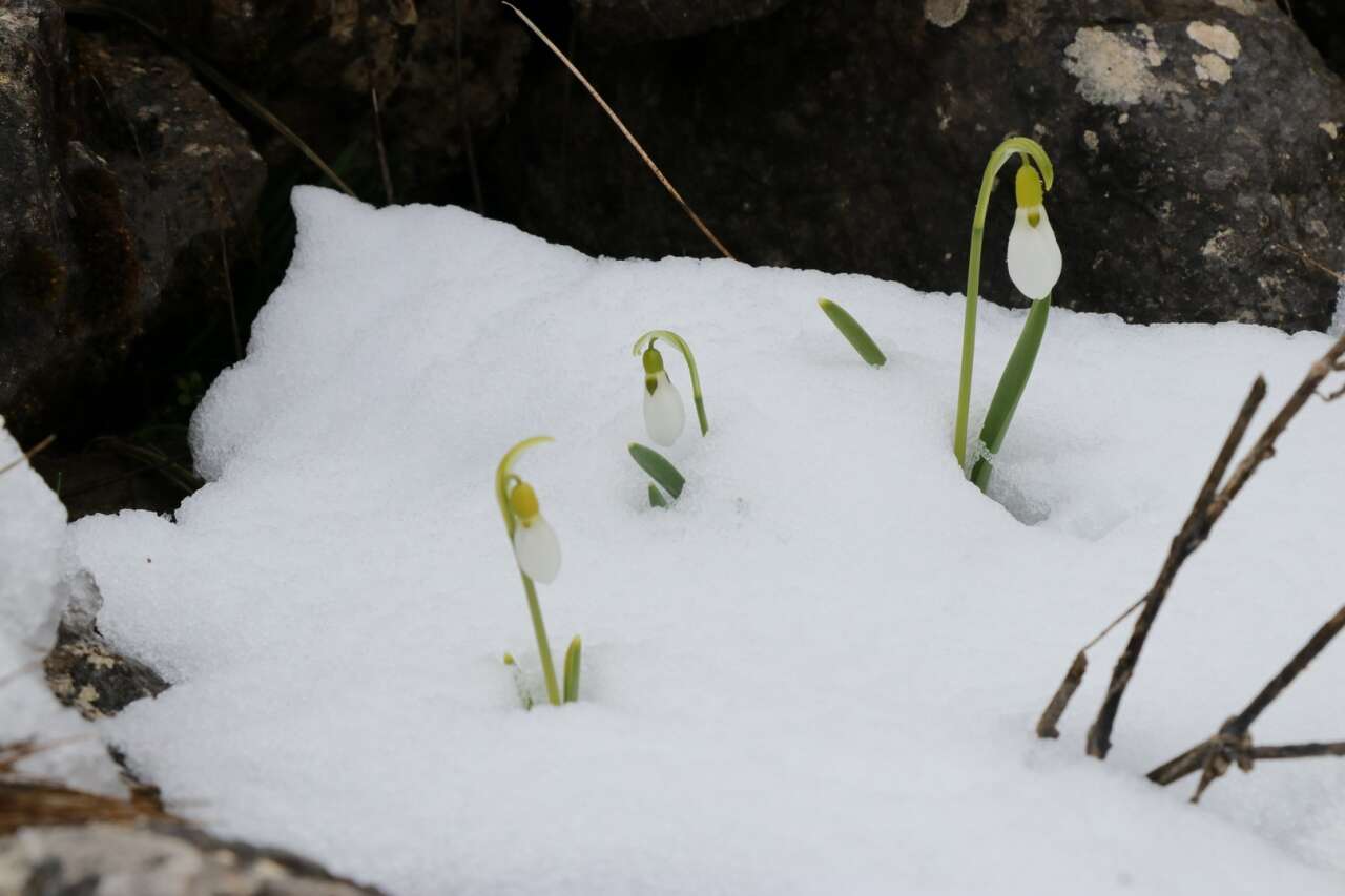 Konya’da Mart sürprizi! Kardelenler yeniden kar altında kaldı 1