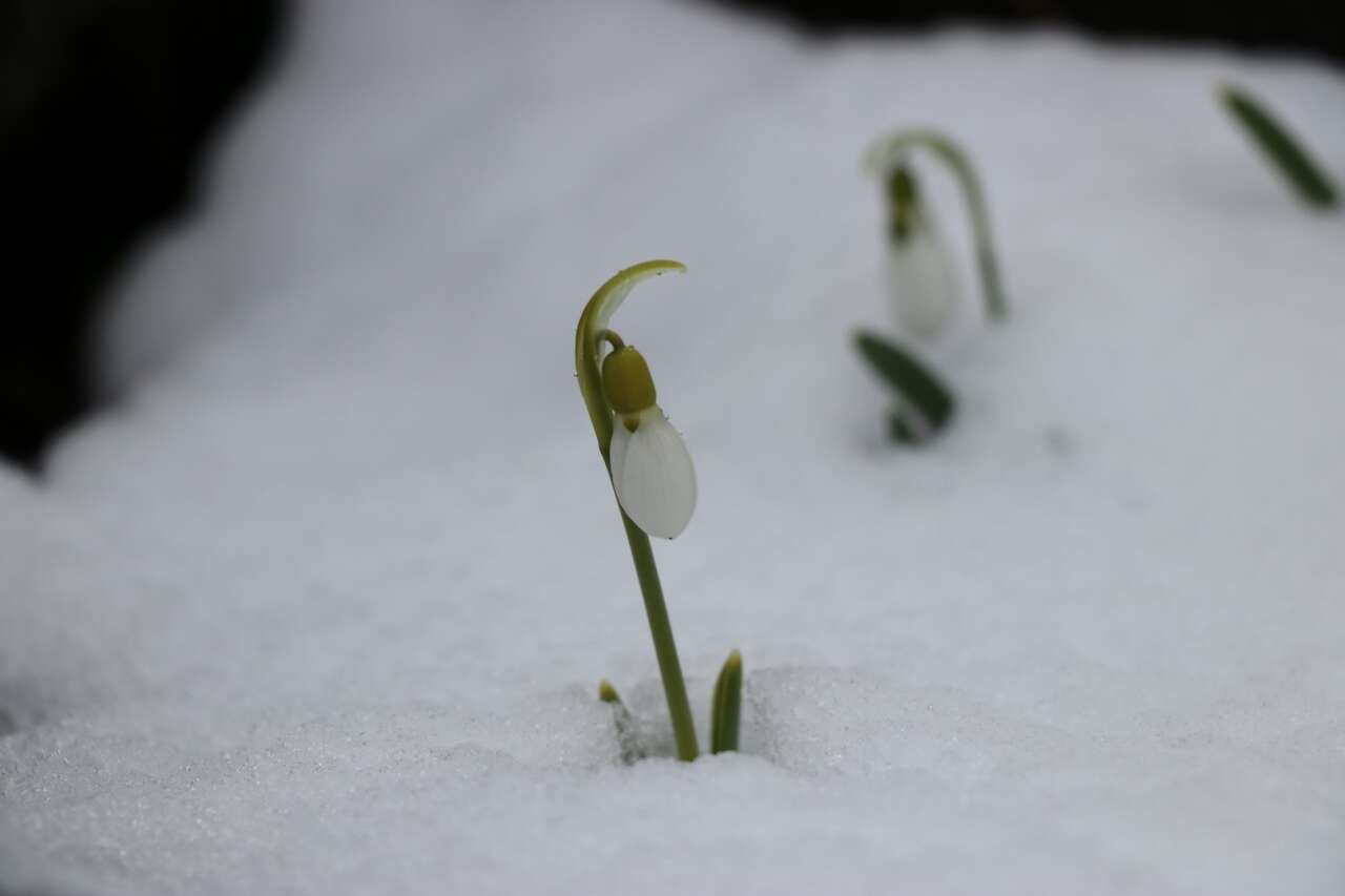 Konya’da Mart sürprizi! Kardelenler yeniden kar altında kaldı 4