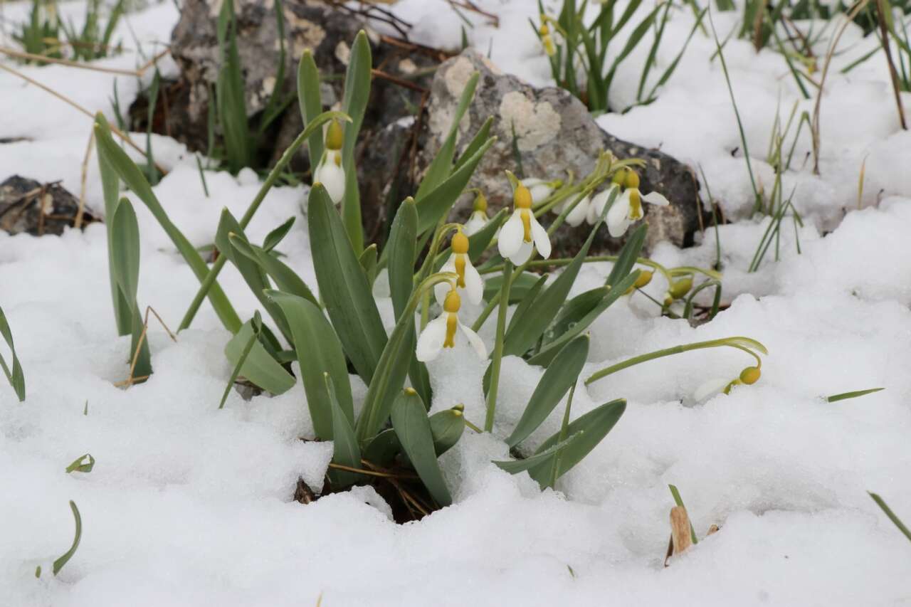 Konya’da Mart sürprizi! Kardelenler yeniden kar altında kaldı 6