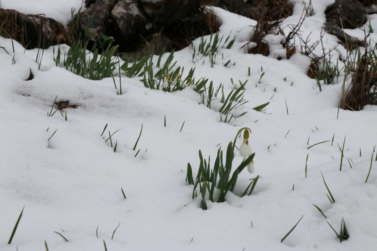 Konya’da Mart sürprizi! Kardelenler yeniden kar altında kaldı 2