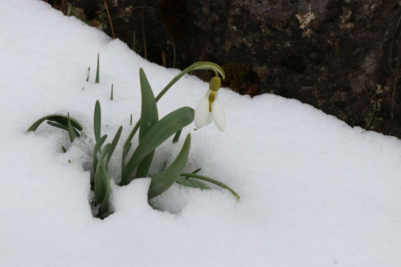 Konya’da Mart sürprizi! Kardelenler yeniden kar altında kaldı 3