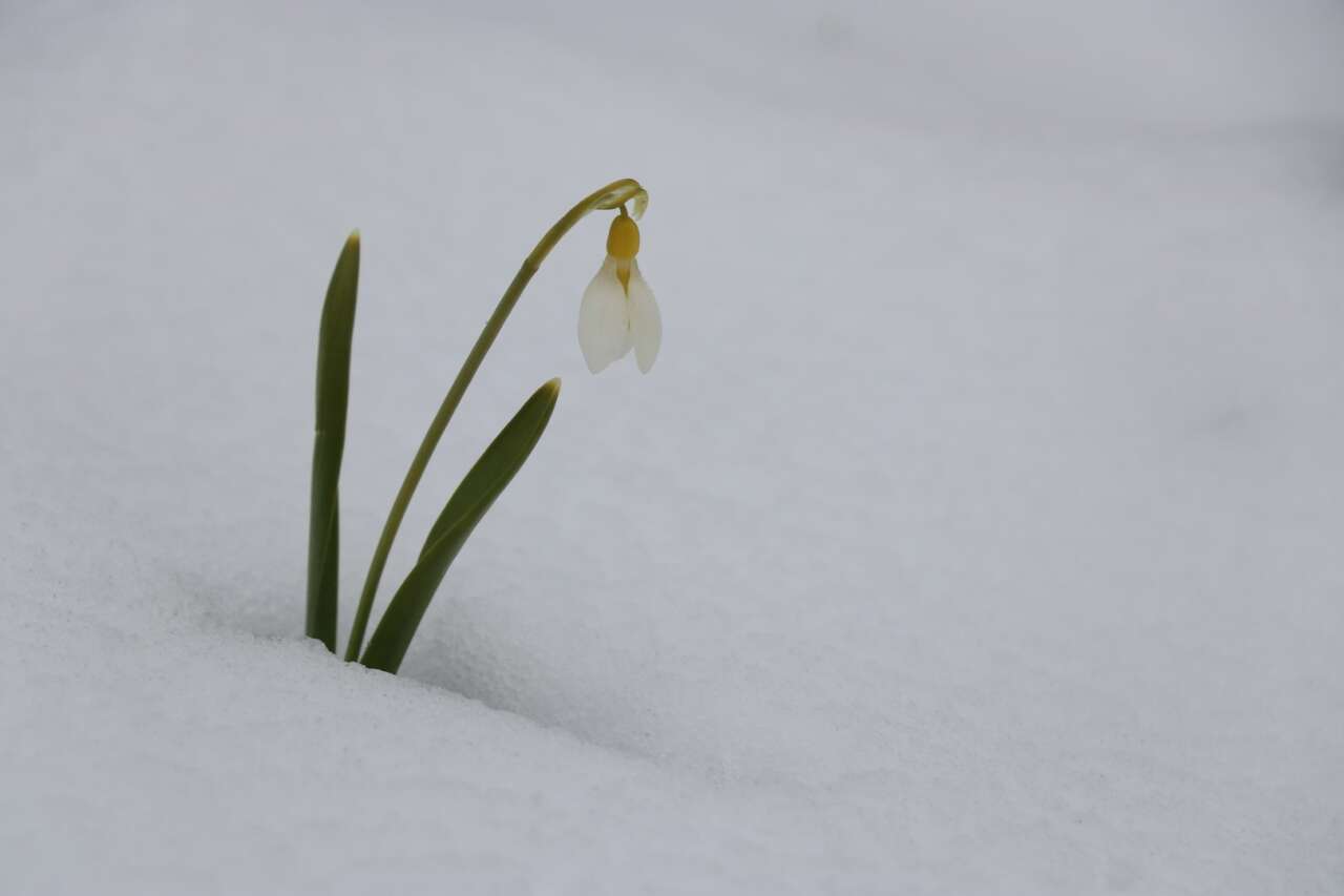 Konya’da Mart sürprizi! Kardelenler yeniden kar altında kaldı 5