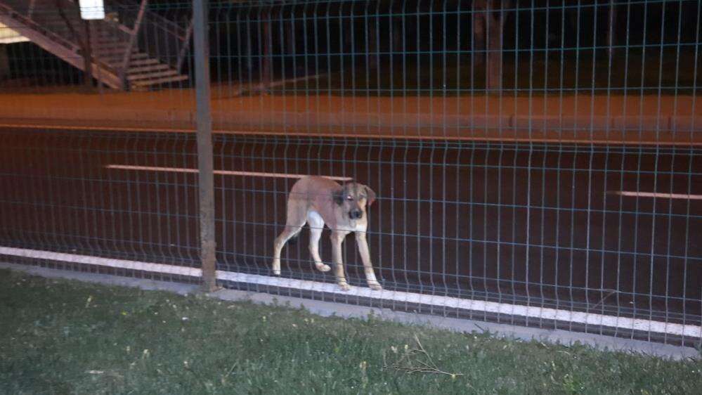 Köpeğe çarpmamak için direksiyonu kırdı, otomobil devrildi 5