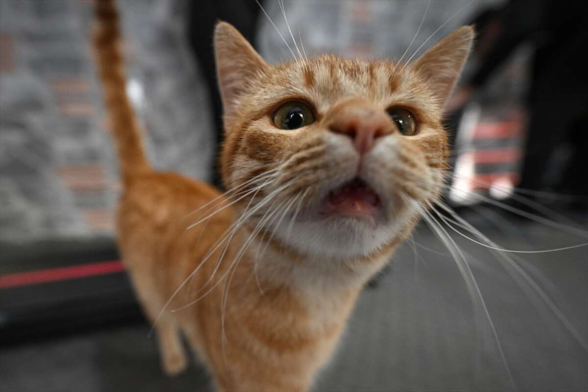 Ağır yaralı bulunan sahipsiz kedi yeniden hayata tutundu 6