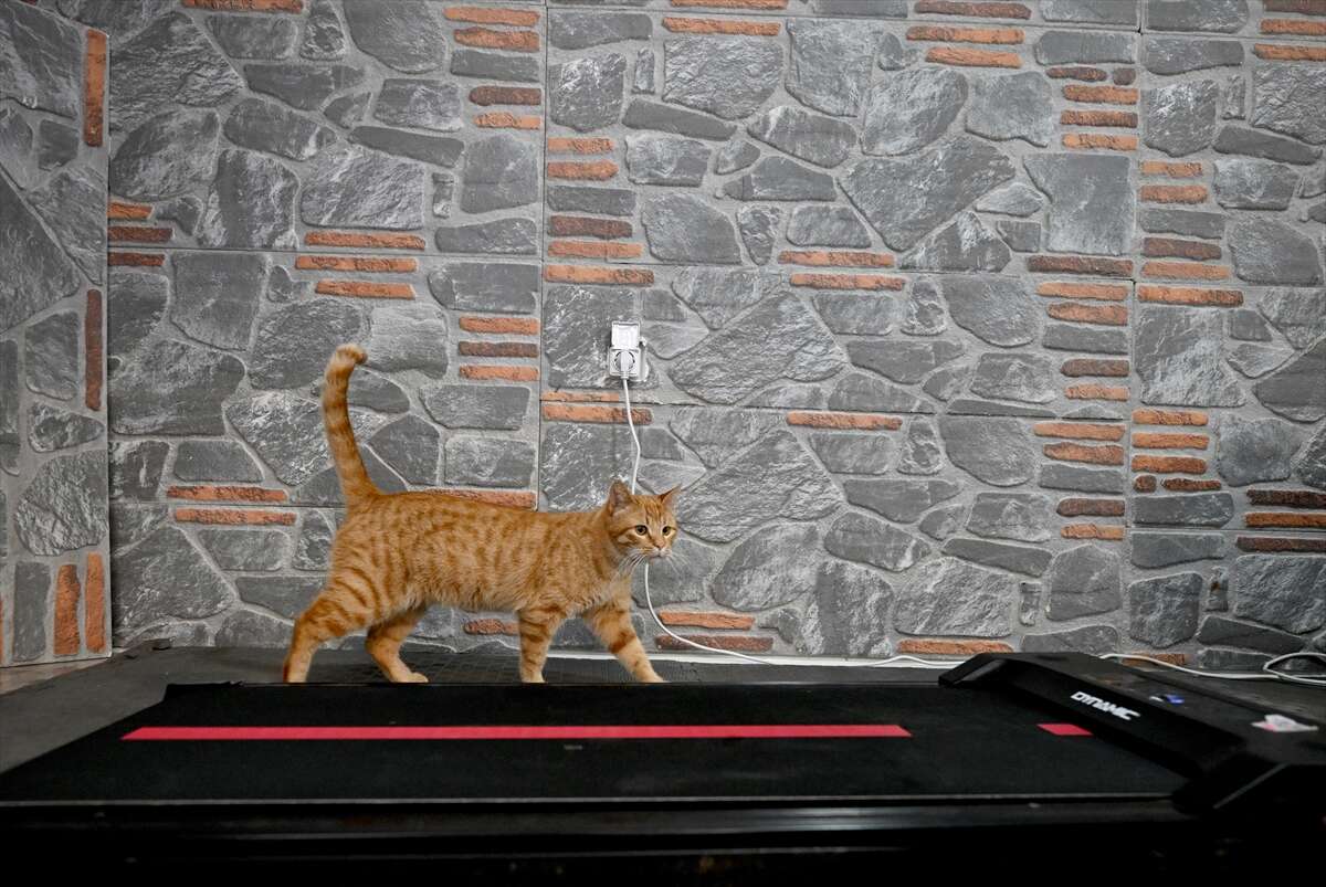 Ağır yaralı bulunan sahipsiz kedi yeniden hayata tutundu 8