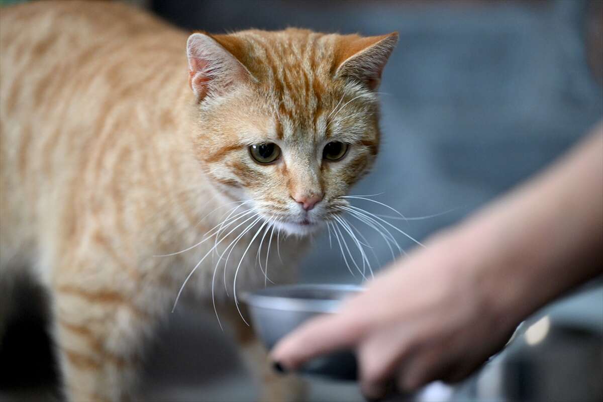 Ağır yaralı bulunan sahipsiz kedi yeniden hayata tutundu 9