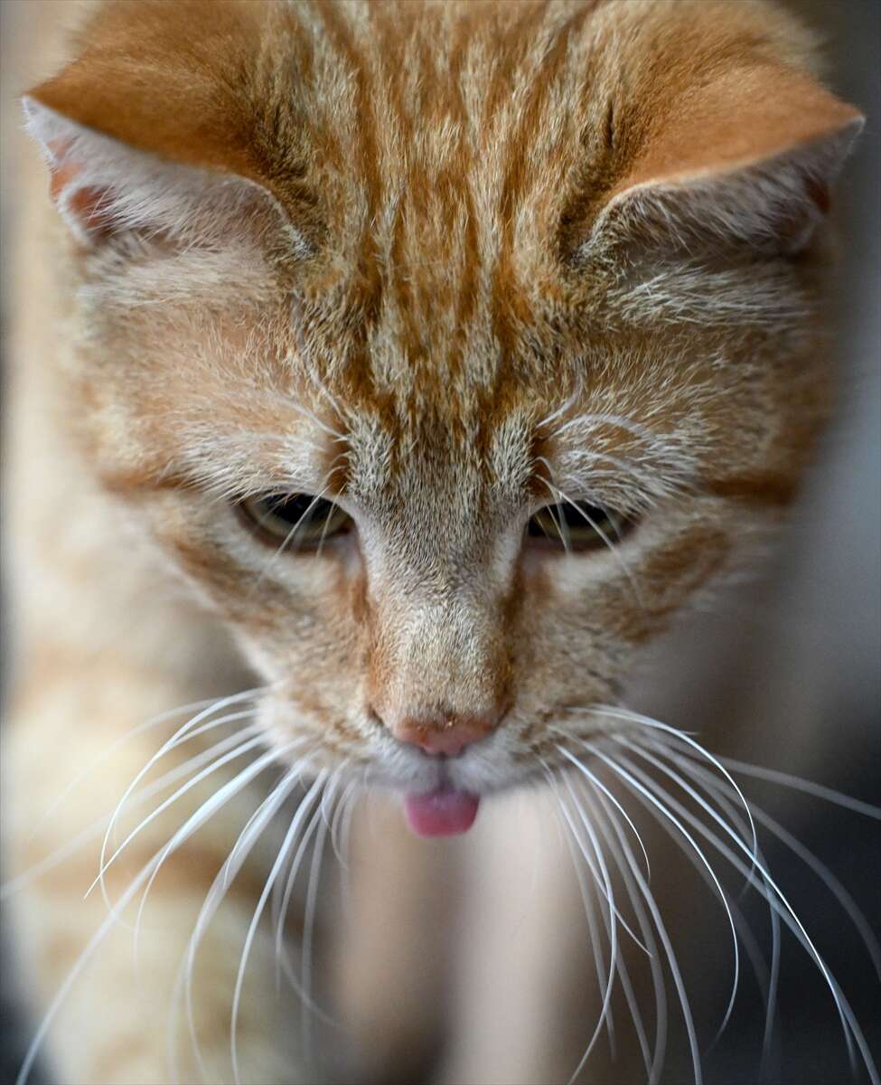 Ağır yaralı bulunan sahipsiz kedi yeniden hayata tutundu 7