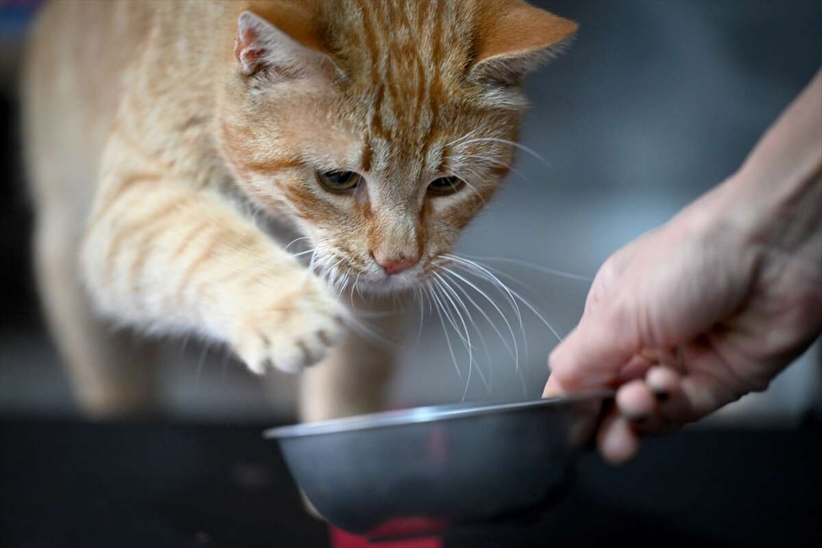 Ağır yaralı bulunan sahipsiz kedi yeniden hayata tutundu 10