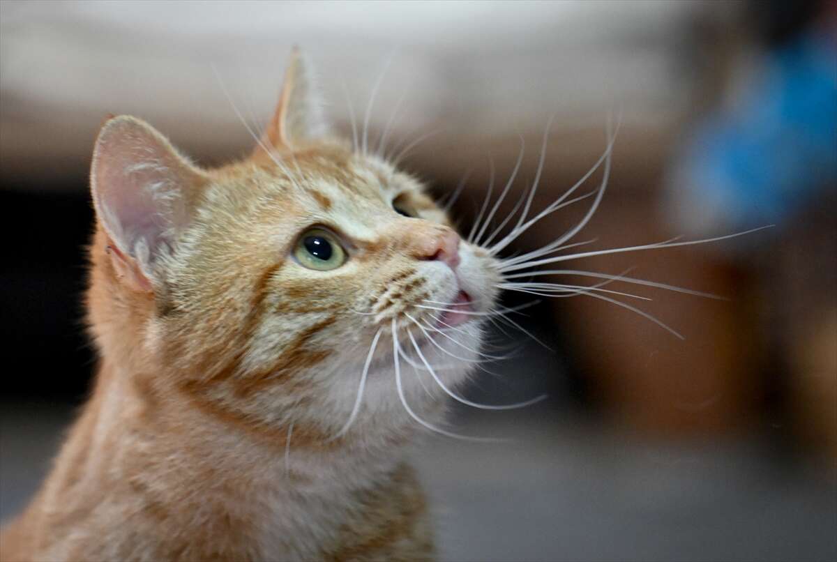 Ağır yaralı bulunan sahipsiz kedi yeniden hayata tutundu 4