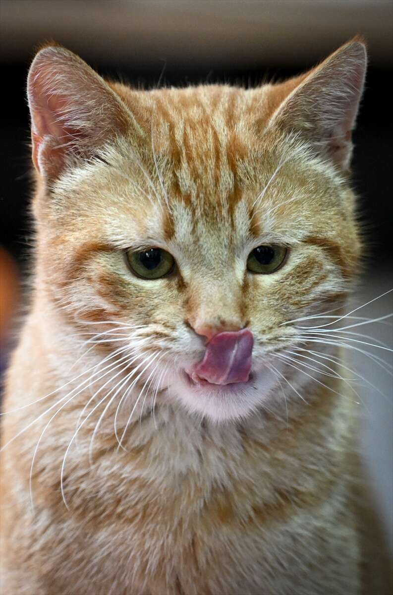 Ağır yaralı bulunan sahipsiz kedi yeniden hayata tutundu 2