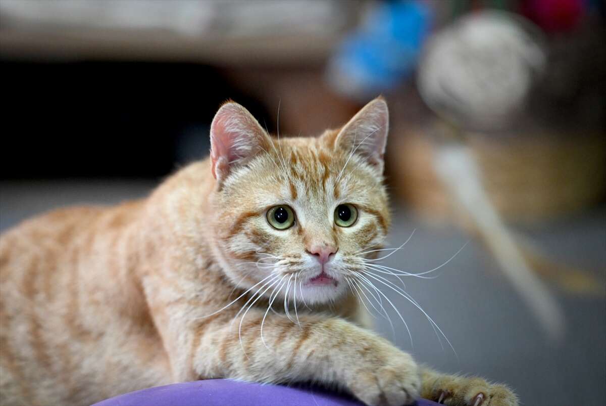 Ağır yaralı bulunan sahipsiz kedi yeniden hayata tutundu 3