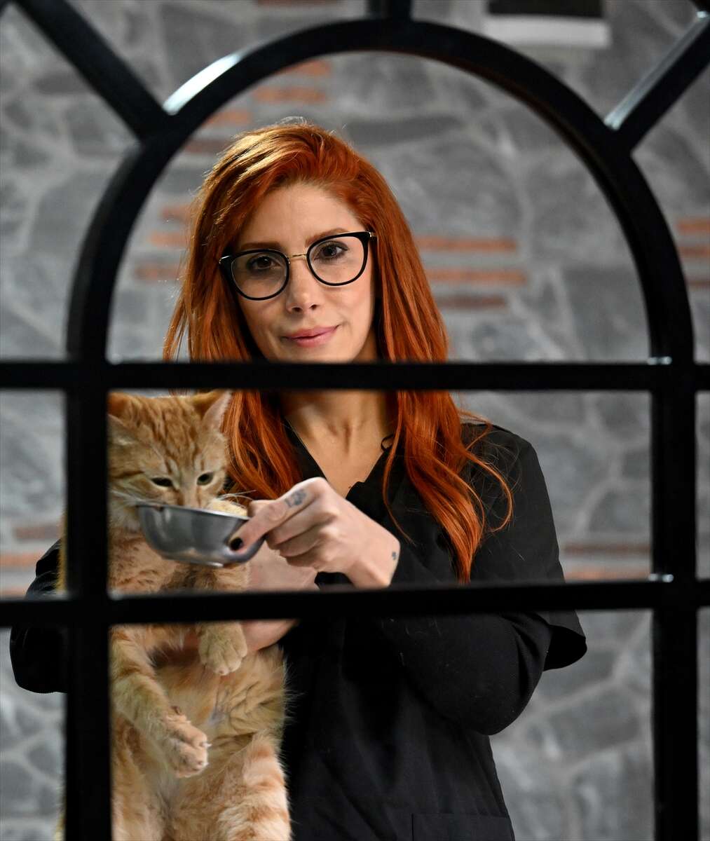 Ağır yaralı bulunan sahipsiz kedi yeniden hayata tutundu 5