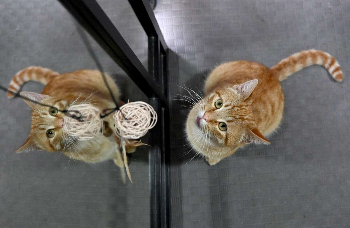 Ağır yaralı bulunan sahipsiz kedi yeniden hayata tutundu 1