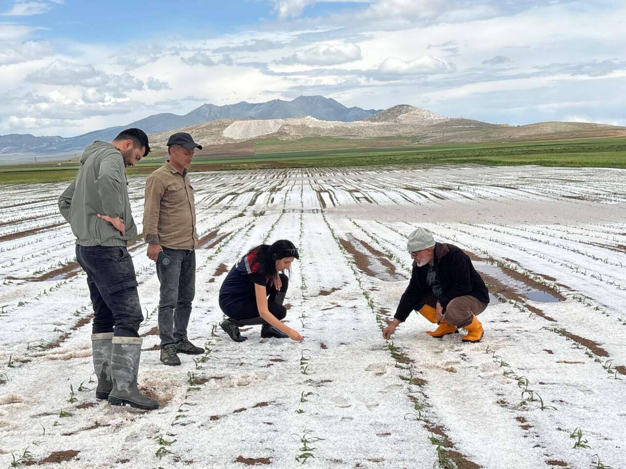Konya Ovası’nda kritik süreç! Başak veren ekinler tehlikede 2